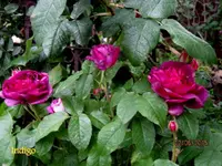 IMG_4834-001.webp