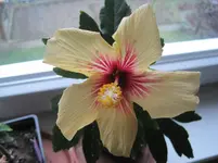 Hibiscus rosa-sinensis 'Cuban Variety' 002.webp