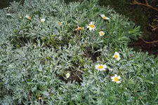 SAM_0666.webp