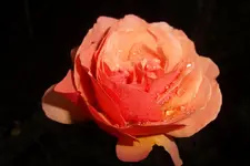 SAM_0667.webp