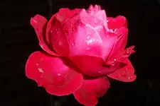 SAM_0668.webp