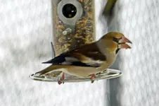 Kernbeißer_4032.webp