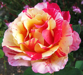Maurice09.webp