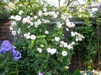 IMG_5431.webp