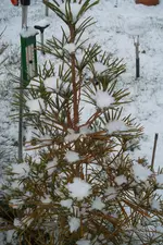 SAM_0676.webp