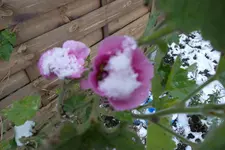 SAM_0677.webp