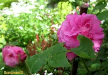 IMG_5315-001.webp