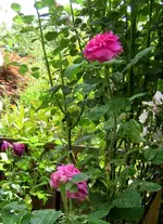 IMG_5324-002.webp
