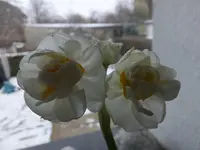 DSCF9001.webp
