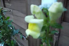 SAM_0686.webp