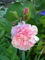 DSCN8866.webp