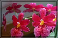comp_DSC00634.webp