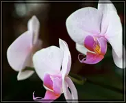 comp_DSC00636.webp