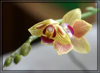 comp_DSC00637.jpg