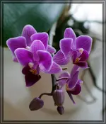 comp_DSC00639.webp