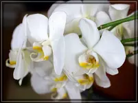 comp_DSC00643.webp