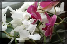 comp_DSC00650.webp