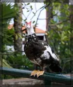 comp_DSC00582.webp