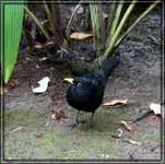 comp_DSC00583.webp