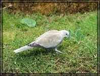comp_DSC00584.jpg