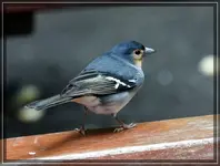 comp_DSC00505.webp