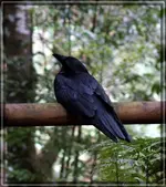 comp_DSC00507.webp