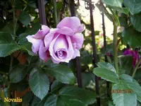 IMG_4976-001.webp