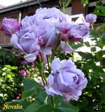 IMG_5285-001.webp