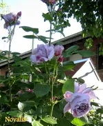 IMG_5287-001.webp