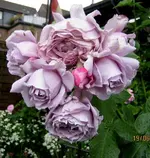 IMG_5351-001.webp