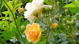 DSCN3023.webp