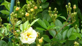 DSCN3024.webp