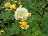 DSCN9019.jpg