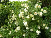 DSCN9013.jpg