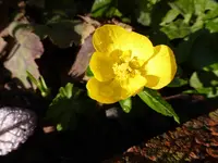 P1020069.webp