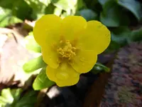 P1020072.webp