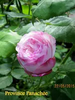 IMG_4588-001.webp
