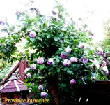 IMG_5084-001.webp