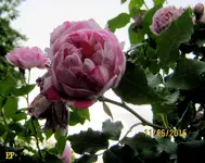 IMG_5106.webp
