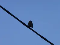 P1020125.webp