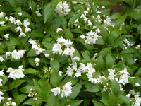 maigloeckchenstrauch1.webp