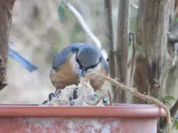 P1020129.webp