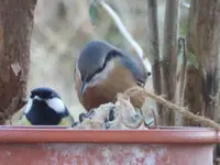 P1020131.webp