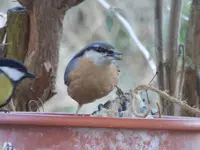 P1020139.webp