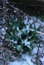 Austriebe.webp