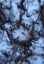 Echinacea.jpg