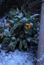 Ringelblumen.webp