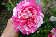 DSCF1852.webp