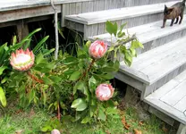 Oktober 10 911v.webp