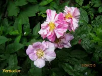 IMG_5251-001.webp